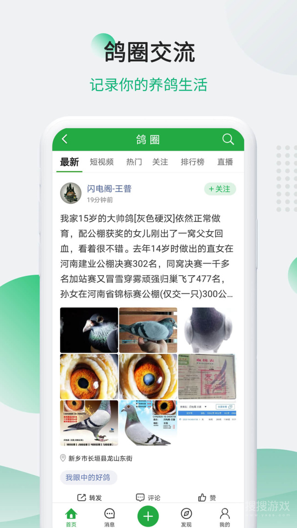 中国信鸽信息网app20241128