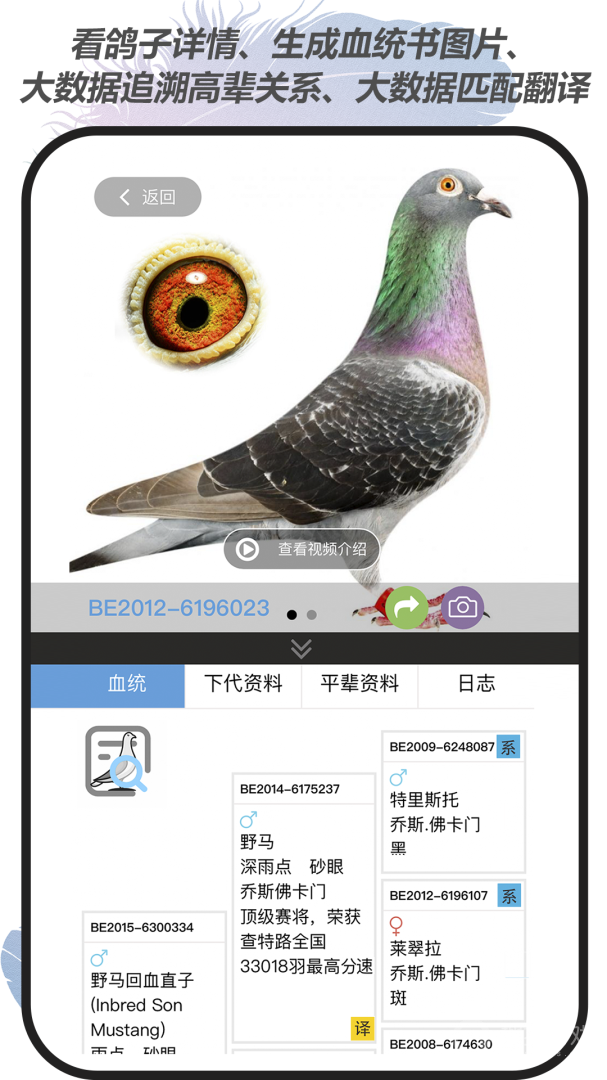 赛鸽云app9.2.6